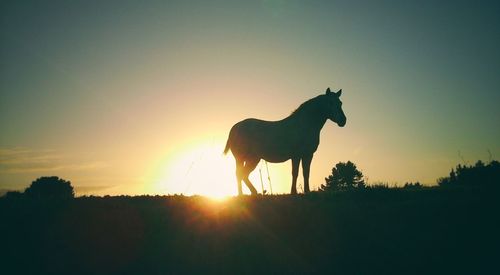 Silhouette horse standing on field against sky during sunset
