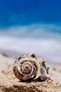 Close-up of snail on beach