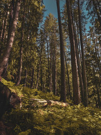 Trees in forest