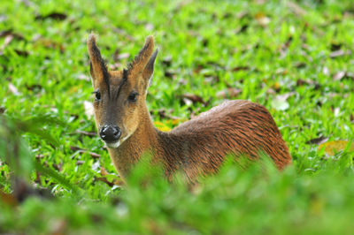 Close-up of deer on land