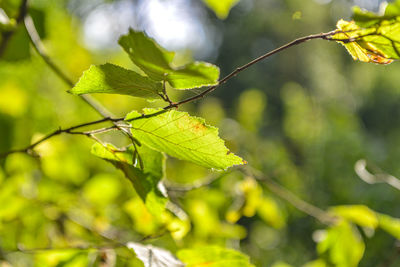 Close-up of green leaves on tree