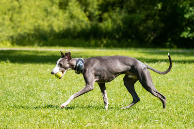 Side view of horse running on grassy field