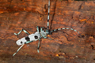 The close-up of the rosalia alpina, known as rosalia longicorn or alpine longhorn beetle