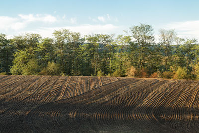 Scenic view of field against sky