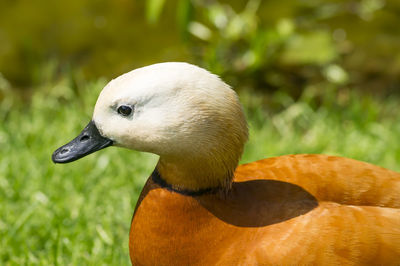 Closeup of red duck