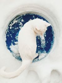 Close-up of white cat