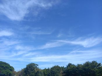 Low angle view of trees against blue sky