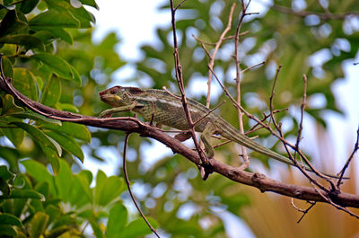 Low angle view of bird perching on tree