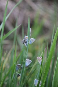 Close-up of green flower on grass