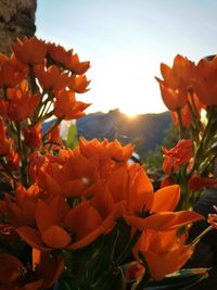 Close-up of orange flowers blooming against sky