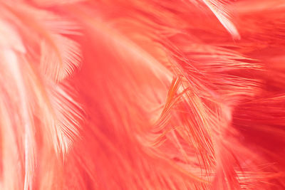 Full frame shot of pink feather