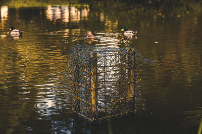 Ducks swimming in lake