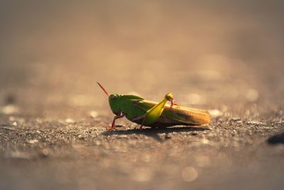 Close-up of grasshopper