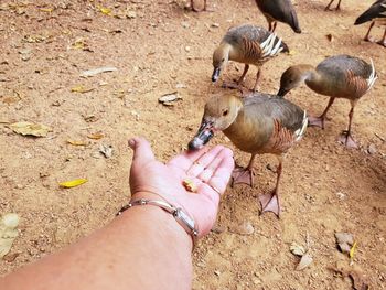 Low section of person feeding birds