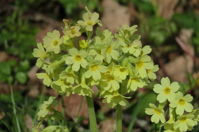 Close-up of yellow flowering plant