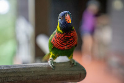 Close-up of parrot perching on wood