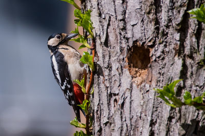 Close-up of bird perching on tree trunk