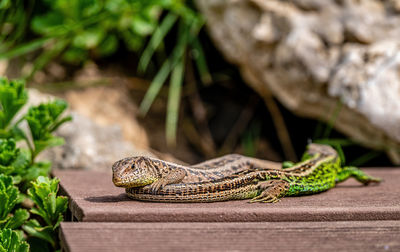 Close-up of lizard on rock