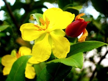 Close-up of yellow flower