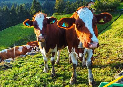 Cows standing in a field