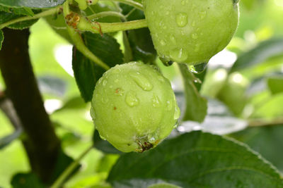 Close-up of wet fruit on plant