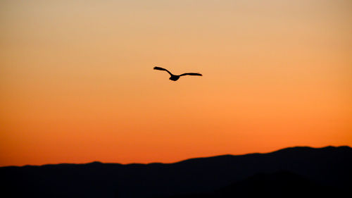 Bird flying at sunset