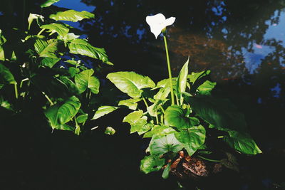 Close-up of fresh green plant