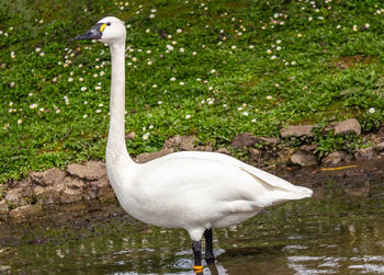 White swan in lake
