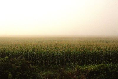 Scenic view of field against sky during foggy weather