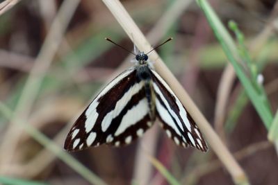 Close-up of butterfly