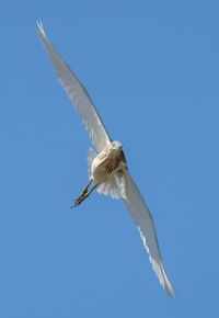 Low angle view of seagull flying