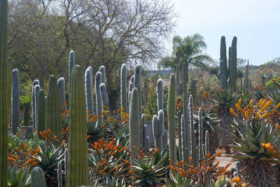 Succulent plants growing on field against sky