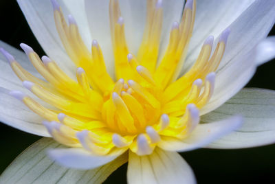 Close-up of yellow flower