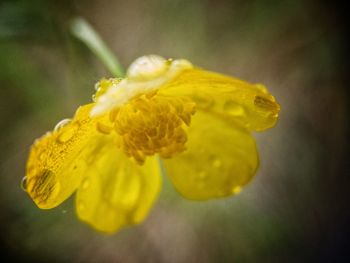 Close-up of yellow flower blooming outdoors