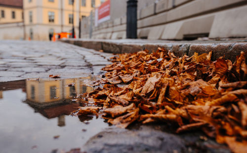 Close-up of dry leaves on street in city