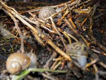 Close-up of snail on land