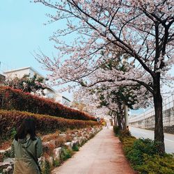 Rear view of woman walking on footpath amidst flowering plants