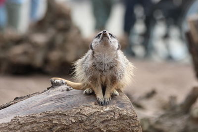 Close-up of rabbit on rock