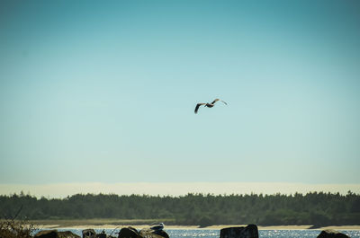 Bird flying over the sky