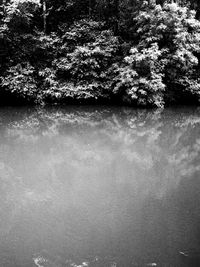 Scenic view of lake in forest