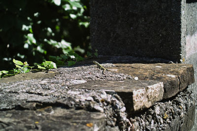 Close-up of wood on rock
