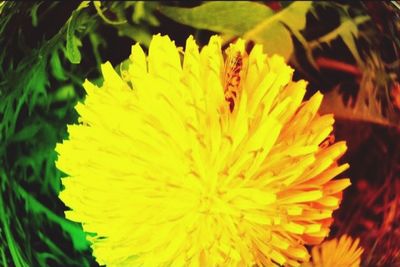 Close-up of yellow flower blooming in park