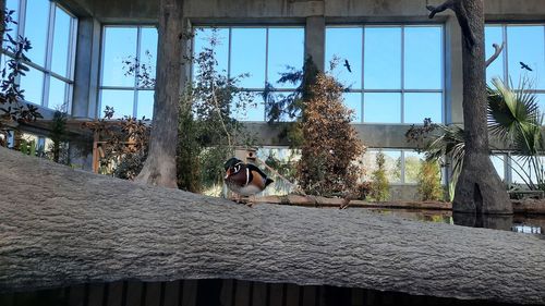 Man sitting on a window of a tree