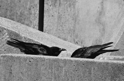 Side view of two birds on wall