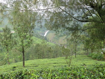 View of a forest