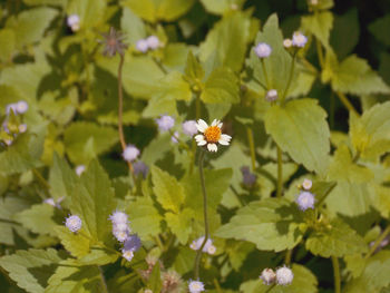 Close-up of white flowering plants