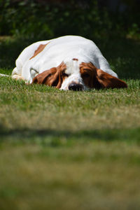 Portrait of dog relaxing on field