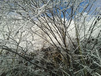 Low angle view of bare trees during winter