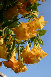 Low angle view of yellow tree against sky