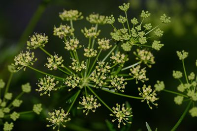 Close-up of flowers